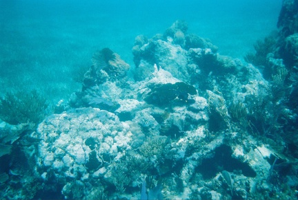 Bacalar Chico Coral2